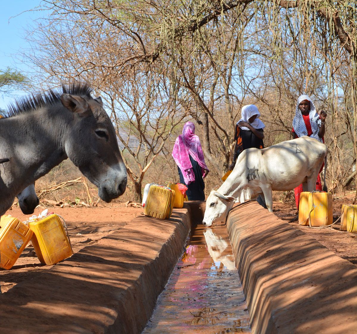 nrc-ethiopia-annual-report-2020